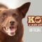 Koko: A Red Dog Story | Official Trailer HD